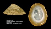 Patella candei